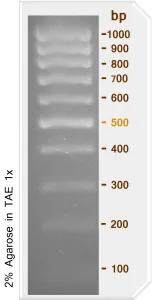Ladder de 1kb (M1041,M1042)