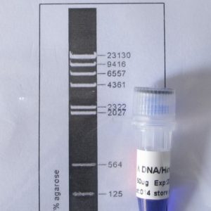 Lambda DNA/HindIII (M1011,M1012)