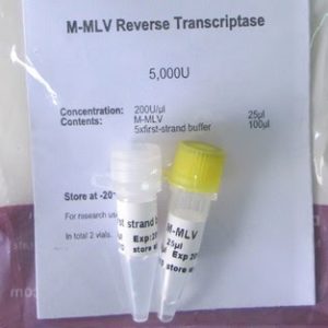 M-MLV (recombinant) (D4041, D4042)